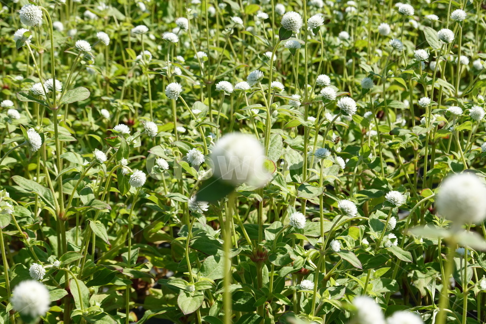 천일홍,흰꽃,꽃밭,꽃축제,초록잎,풀잎,식물,자연,plants,nature,꽃,flower