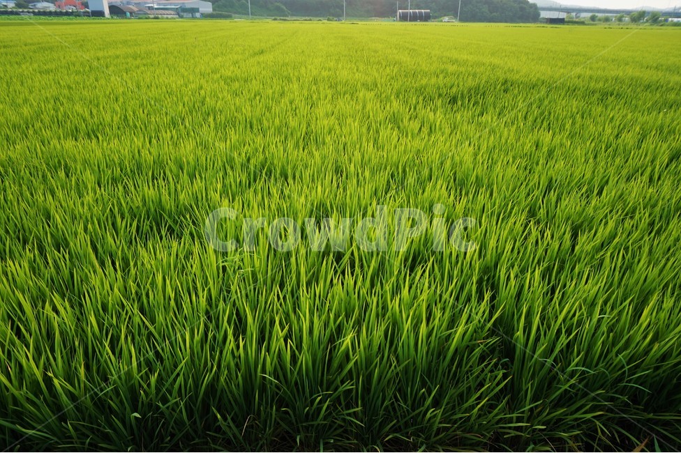 논,풍경,자연,시골,벼,농사,논밭,풀,들판,시골,마을,풍경,landscape,country,rural,town,산업,industry,industrial,농업,농사,agriculture,farming,farming industry