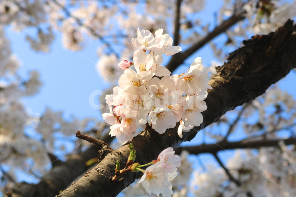 벚꽃,벚꽃나무,벚나무,꽃,나무,식물,장미과,봄,자연,흰꽃,봄,계절,spring,season,식물,자연,plants,nature,꽃,flower,plant,blossom,cherry blossom