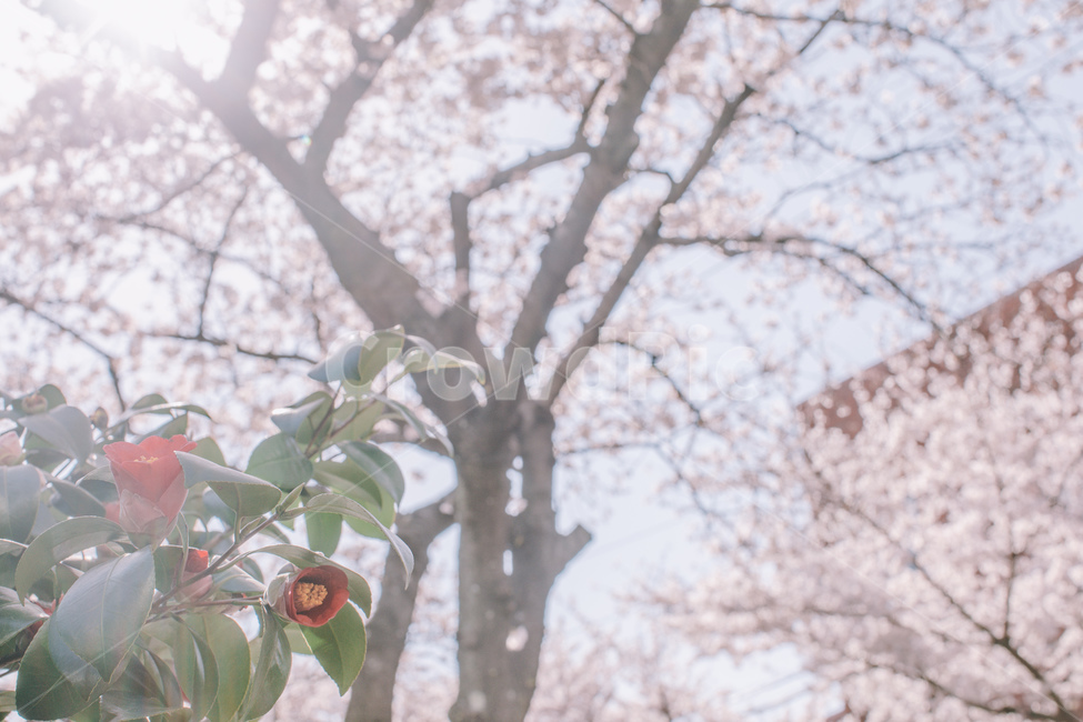 벚꽃,동백꽃,봄,제주도,분위기,감성,꽃,나무,봄,계절,spring,season,꽃,flower,감성,sensible,feeling,휴식,힐링,rest,relaxation,healing,plant,식물