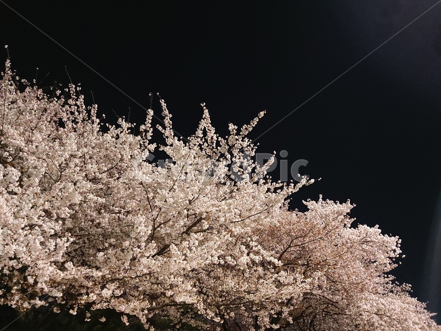 벚꽃,밤벚꽃,봄,저녁,봄꽃,봄,계절,spring,season,자연,풍경,nature,landscape,야경,밤,nightscape,night,plant,식물,blossom,꽃,flower