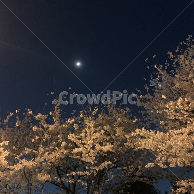 봄,꽃,달,밤,야경,벚꽃,봄,계절,spring,season,야경,밤,풍경,nightscape,night,landscape,nature,자연,outdoors,옥외,flare,플레어,light,빛