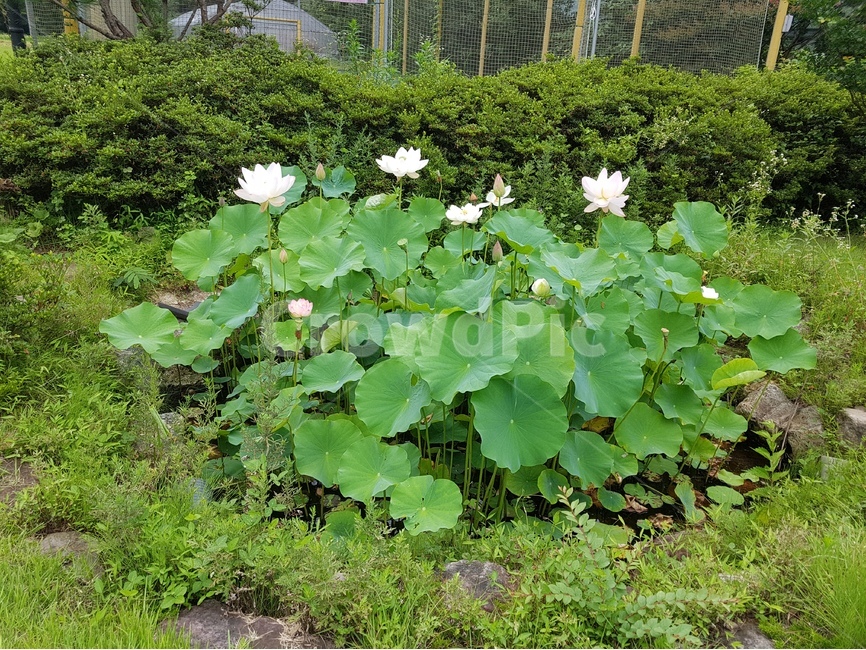 연꽃,푸름,식물,여름,꽃,식물,자연,plants,nature,꽃,flower