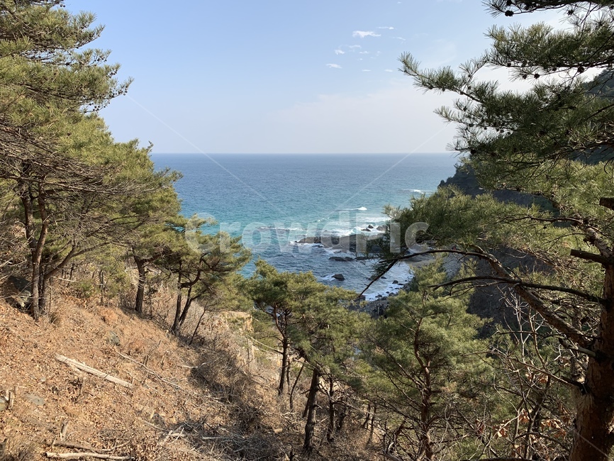 바다,강릉,동해,하늘,자연물,자연,풍경,nature,landscape,tree,나무,plant,식물,vegetation,초목,bush,부시