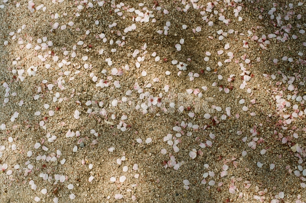 벚꽃잎,꽃잎,떨어진꽃잎,벚꽃,봄,봄,계절,spring,season,ground,바닥