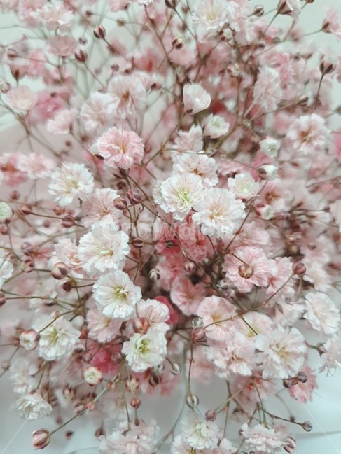 안개꽃,분홍,분홍안개,핑크안개,흰안개,안개,꽃다발,꽃,꽃,flower