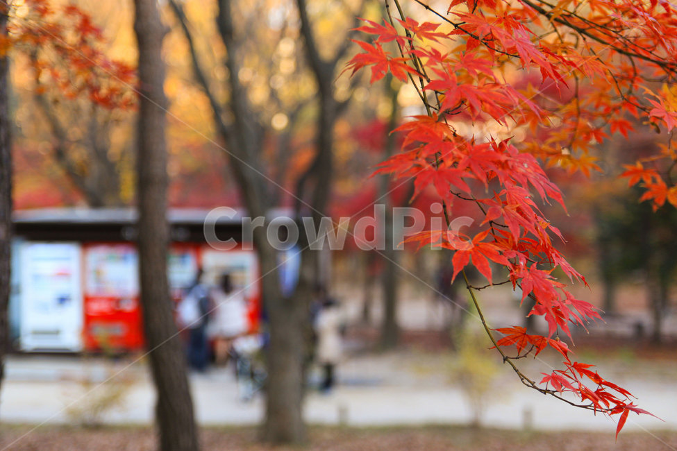 가을,단풍,단풍잎,계절,식물,tree
