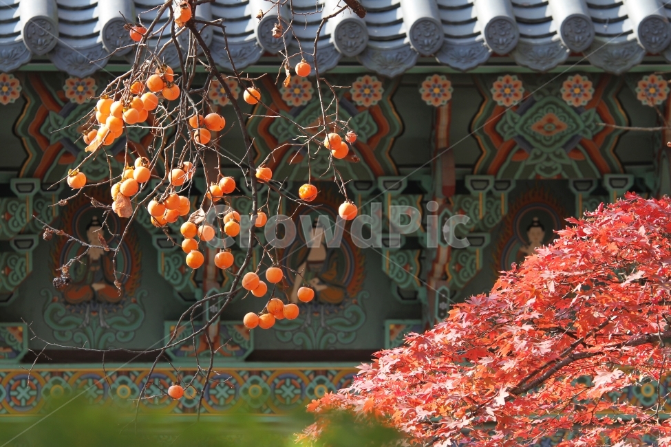 기와지붕,감,단풍,가을,기와,단풍잎,단풍나무,감성사진,가을,계절,fall,autumn,season,한국전통,한국문화,korean traditional,korean culture,식물,자연,plants,nature,과일,열매,fruit,plant,tree,나무