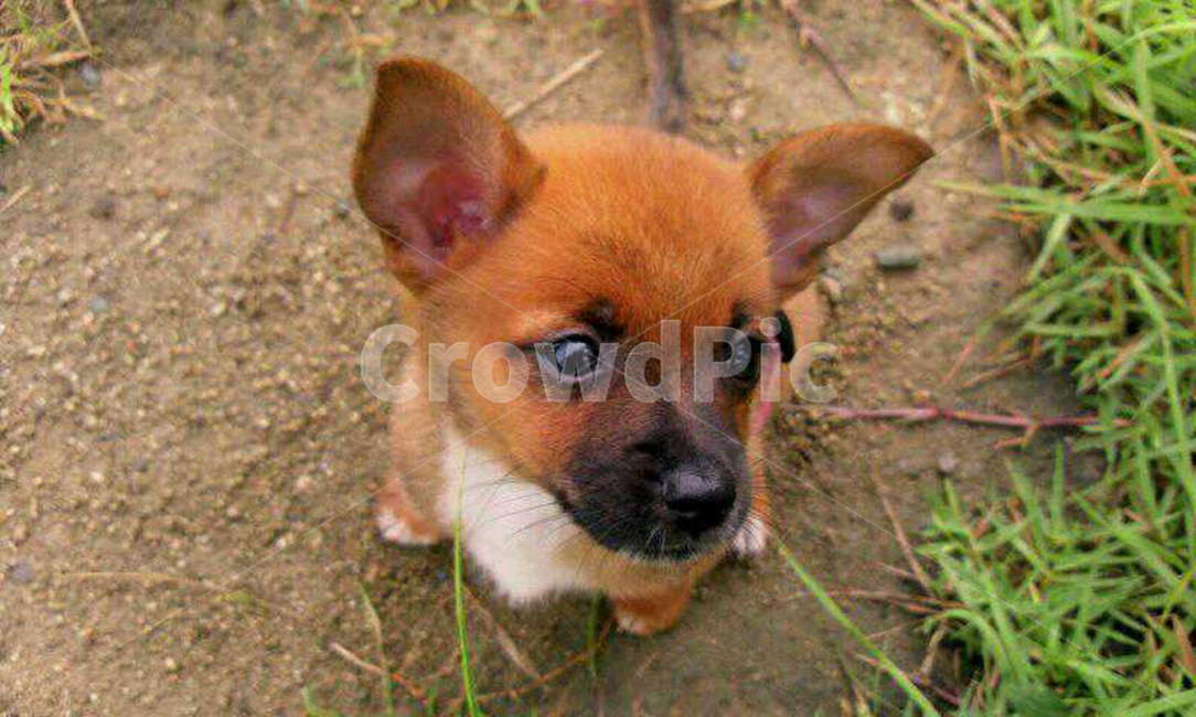 강아지,믹스견,똥개,아기강아지,개,dog,puppy,mixdog,browndog
