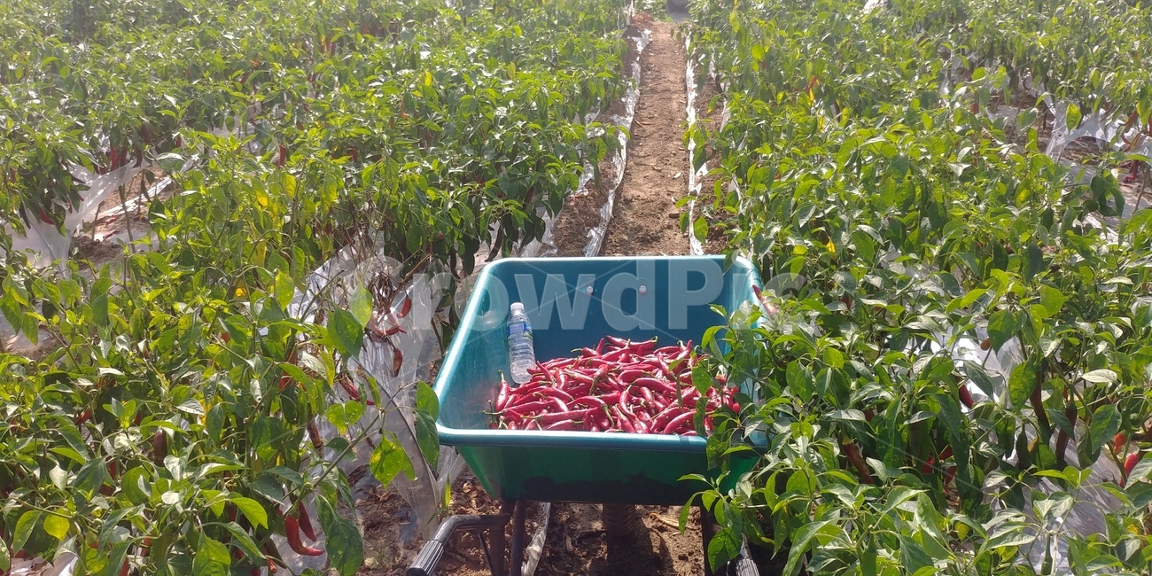 고추,농사,여름,무더위,재배,작물,산업,industry,industrial,농업,농사,agriculture,farming,farming industry
