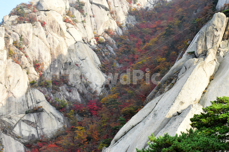 가을,단풍,자연,풍경,북한산,잎,단풍잎,붉은,나무,계절,계곡,숲,힐링,plant,fall,autumn,season,forestnature,landscape,한국자연풍경,한국자연경관,korea,tree,maple,leaf,가을,계절,fall,autumn,season,자연,풍경,nature,landscape,outdoors,옥외,mountain,산