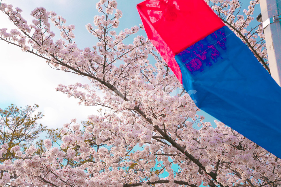 봄,벚꽃,감성사진,자연,계절,spring,꽃,season,올렛길,금오산,벚꽃길,등불,초롱불,봄,계절,spring,season,꽃,flower,plant,식물,blossom,cherry blossom