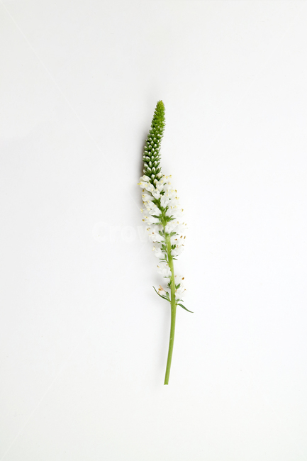 꽃잎,백그라운드,식물,자연,계절,봄,꽃,배경,배경이미지,내추럴,flower,nature,flora,background,꽃,flower