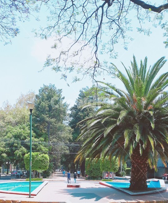 거리,사람,street,tree,garden