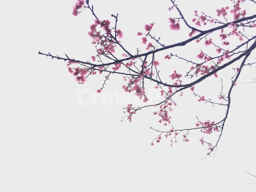 벚꽃,나무,꽃,가지,봄,식물,봄,계절,spring,season,식물,자연,plants,nature,꽃,flower,plant,blossom