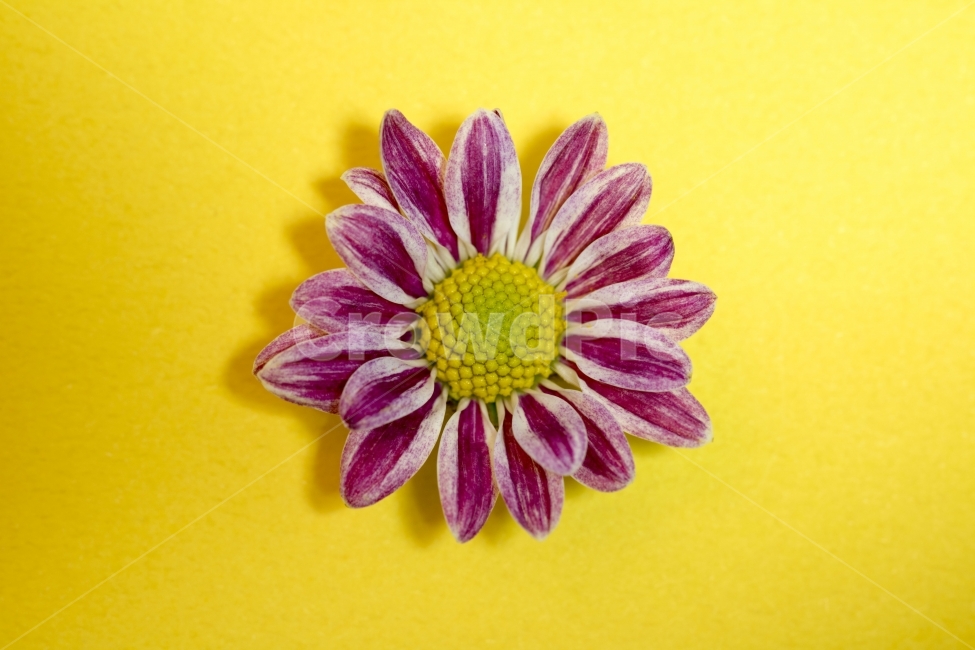 국화,소국,국화꽃,이벤트,꽃,사진,단독사진,디자인,소스,포토,사진자료,배경,배경사진,백그라운드,한국,동양,아시아,풍경,자연,환경,실외,낮,아침,식물,봉오리,꽃봉오리,잎,꽃잎,9월,10월,가을,노랑,빨강,주황,생화,기념일,꽃송이,프레임,식물,자연,plants,nature,꽃,flower