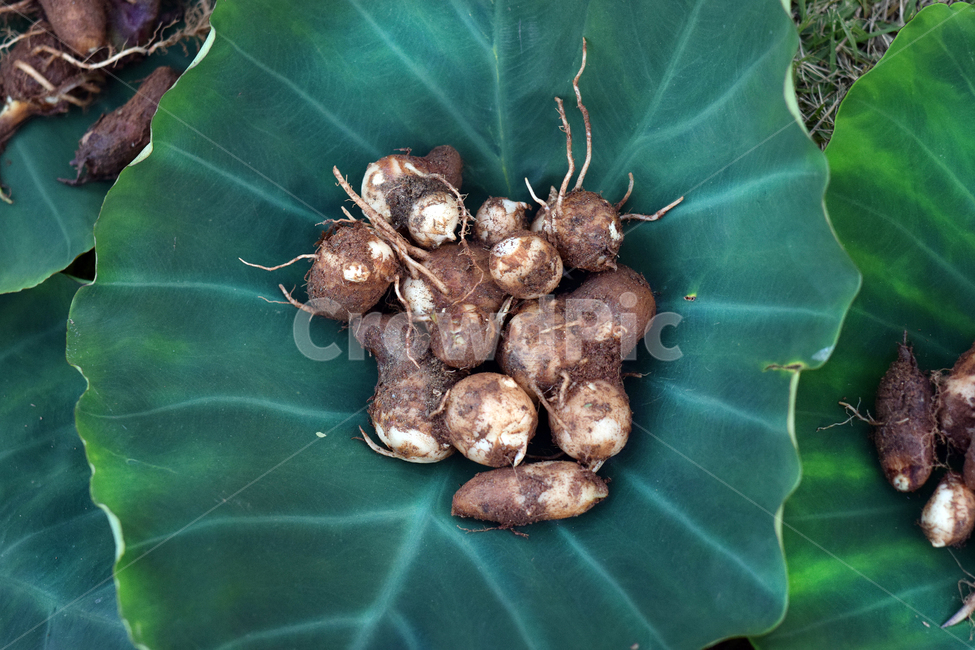 토란,타로,taro,식물,알토란,토란뿌리,토란잎,가을음식,재배,녹색,식물,자연,plants,nature