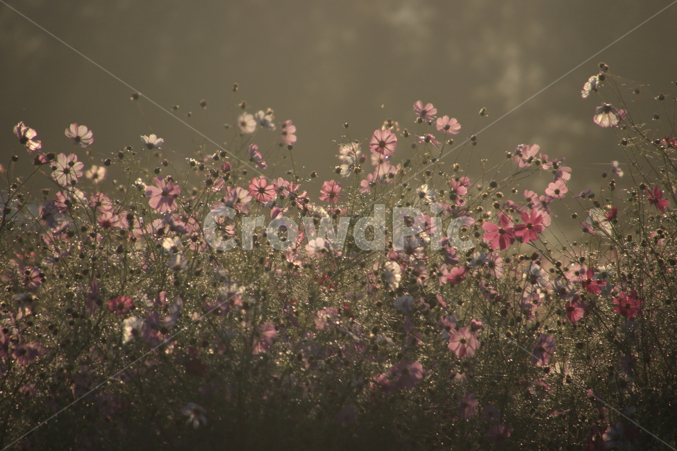 plant,식물,자연,들판,들꽃,꽃,식물,자연,plants,nature,꽃,flower