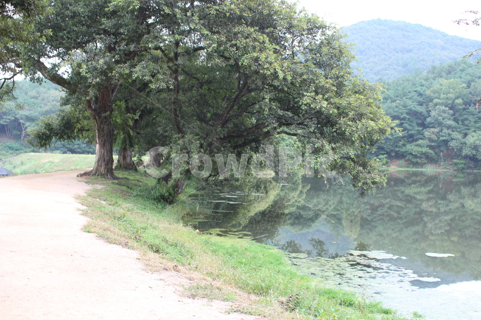 반곡지,water,물,outdoors,자연,길,자연,풍경,nature,landscape