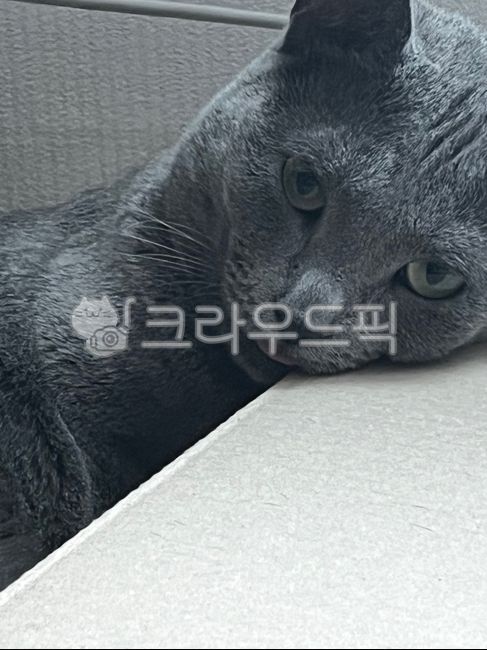 고양이,러시안블루,눈,회색,동물