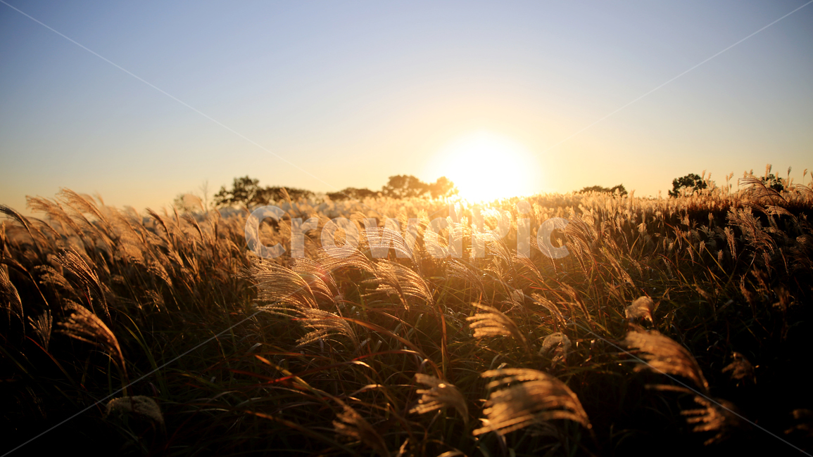자연,풍경,눈,갈대,올림픽공원,노을,해진녘,가을,계절,fall,autumn,season,grass,잔디,plant,식물,light,빛,flare,플레어