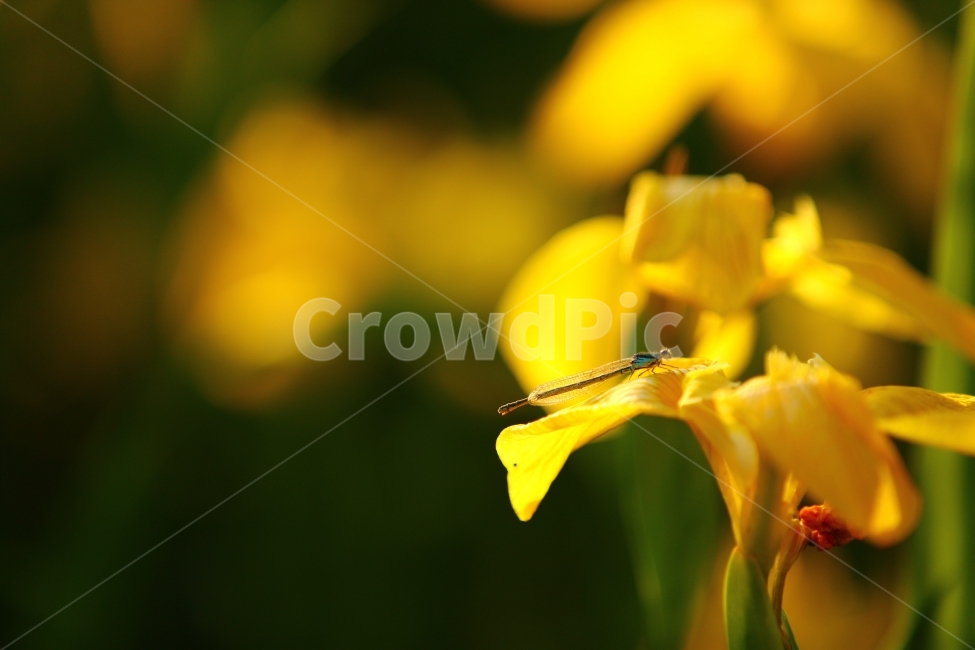 꽃,창포꽃,자연,식물,잠자리,식물,자연,plants,nature,꽃,flower,동물,animal,곤충,벌레,insect,bug