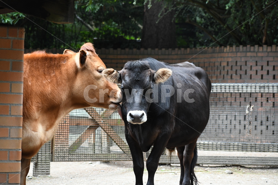 cow,소,animal,동물,브라운,블렉,모성애,동물,animal,포유류,mammal
