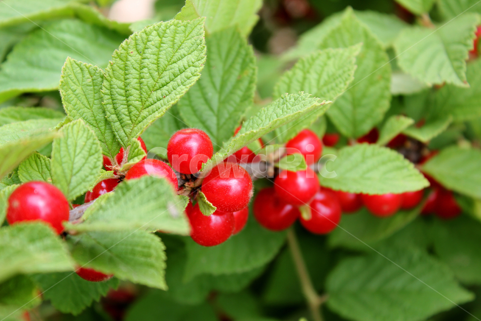 앵두,빨강,열매,과일,잎,앵두나무,berry,branch,cherry,food,fresh,fruit,green,korea,koreacherry,leaf,leaves,natural,plant,red,ripe,tree,vitamin,나뭇가지,신선한,나무,레드,빨간색,한국,자연,식물,자연,plants,nature,과일,열매,fruit
