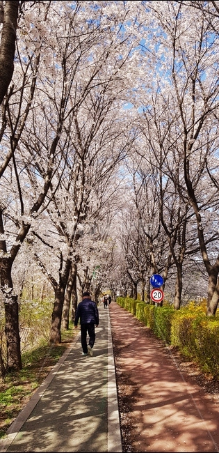 벚꽃길,벚꽃,봄,꽃길,가로수길