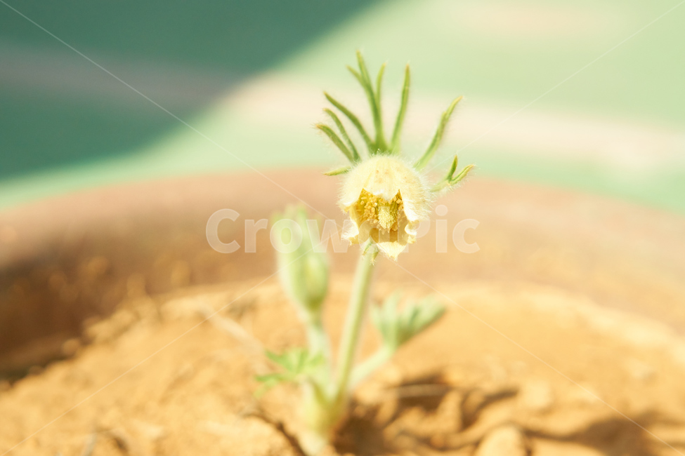 할미꽃,노란할미꽃,희귀종,식물,봄,생화,조화,들꽃,약재,pasqueflower,flower,plant,yellowflower,nature,식물,자연,plants,nature,꽃,flower