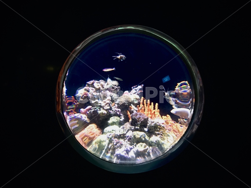 해저,해파리,아쿠아리움,바다,jellyfish,aquarium,해양생물,sealife,seacreature,무척추동물,산호,coral,어류,물고기,fish