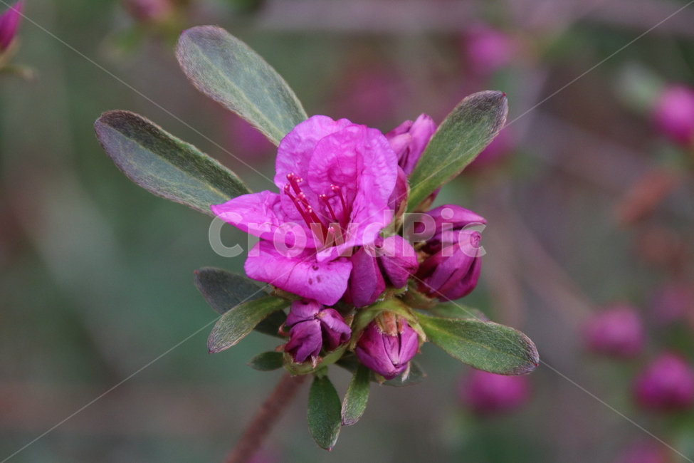 철쭉,철쭉꽃,꽃나무,꽃,자연,봄,계절,spring,season,식물,자연,plants,nature,꽃,flower,geranium,제라늄,plant,blossom