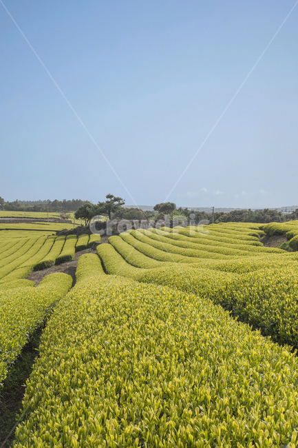 녹차,녹차밭,감성,맑음,field,들,nature,자연,grassland,목초지,outdoors,옥외