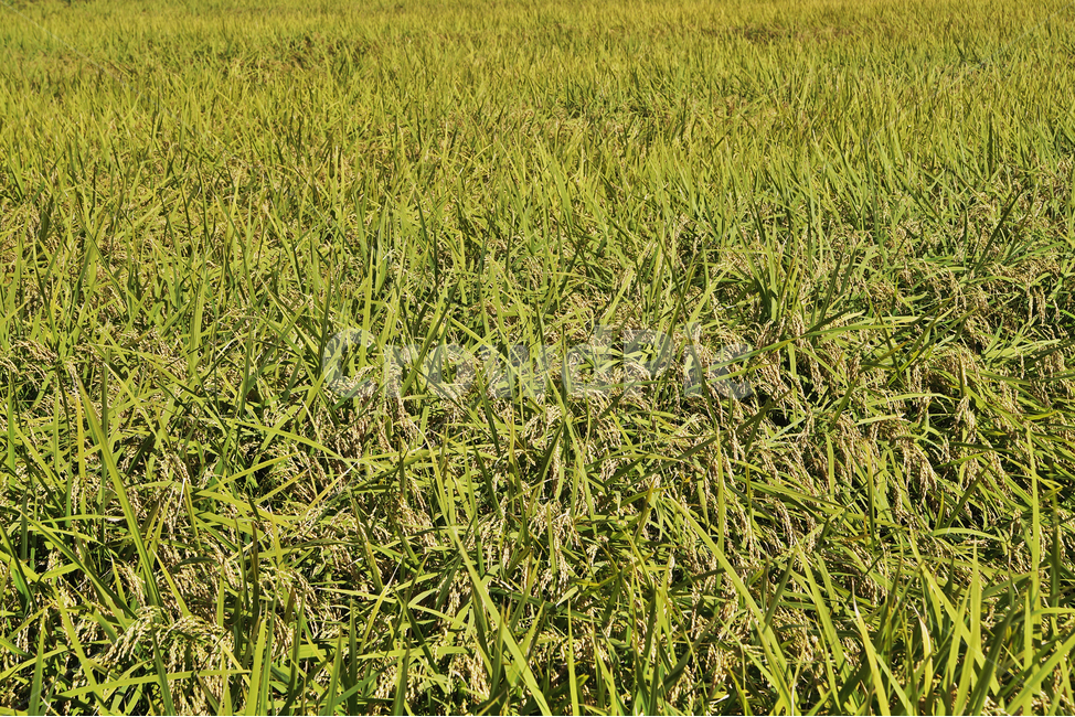 벼,쌀,곡식,농사,가을,계절,주식,이삭,벼이삭,쌀농사,벼농사,논,산업,industry,industrial,농업,농사,agriculture,farming,farming industry