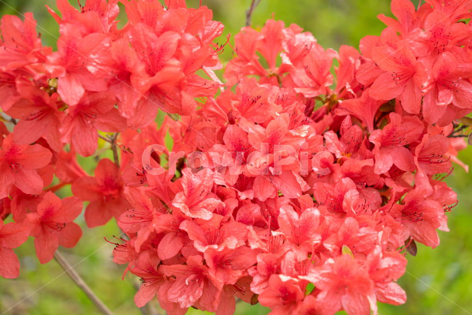 연산홍,봄,꽃,빨강,레드,자연,식물,봄꽃,근접,식물,자연,plants,nature,꽃,flower