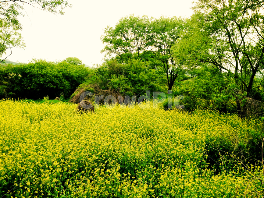 자연,꽃밭,유채꽃,노란색,노랑,nature,flowergarden,rapeblossoms,canolaflower,yellow,자연,풍경,nature,landscape,grassland,목초지,field,들,outdoors,옥외