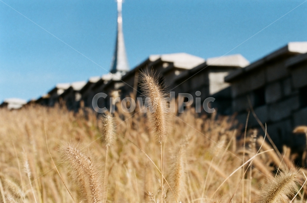 갈대,따뜻함,성곽,동대문성곽,한양도성,MINOLTA,FILMPHOTOGRAPHY,FILM,동대문,성곽공원,가을,계절,fall,autumn,season,식물,자연,plants,nature,grass,잔디,plant