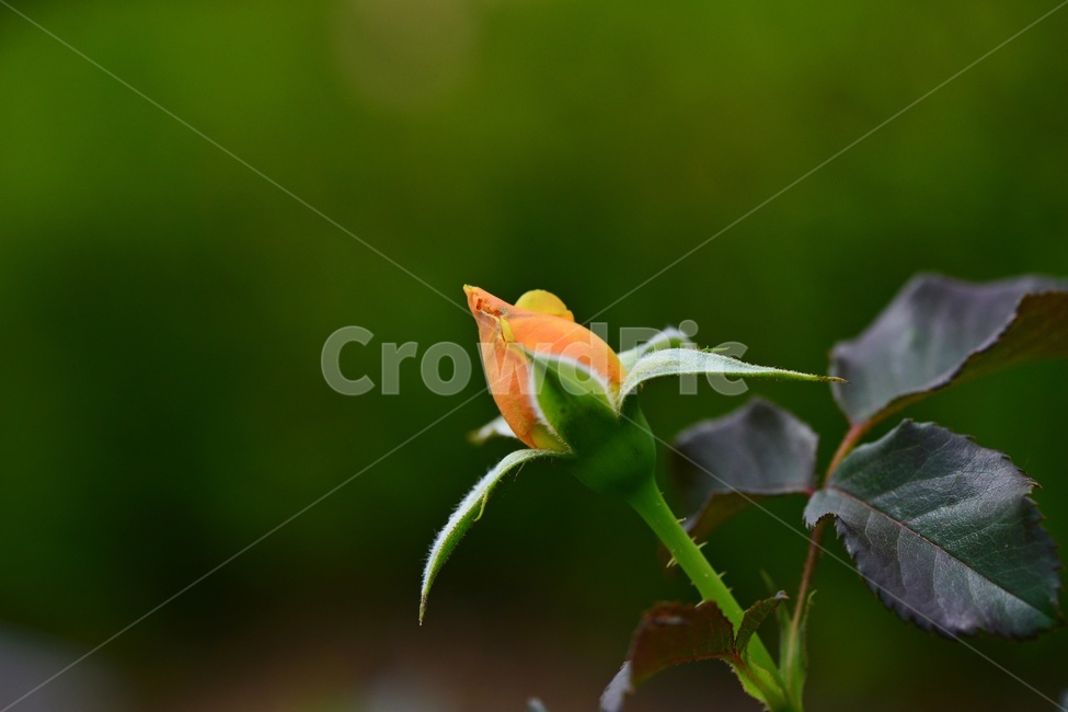 plant,식물,blossom,flower,꽃,rose,장미,식물,자연,plants,nature,꽃,flower