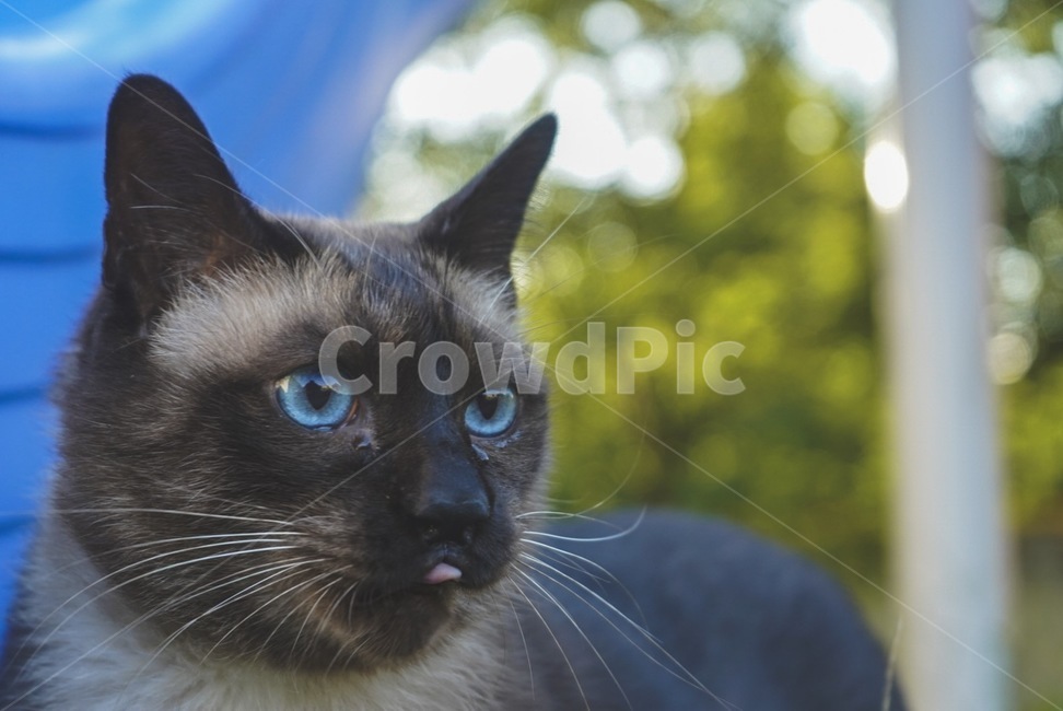 고양이,샴,샴고양이,siam,cat,동물,animal,포유류,mammal,고양이,cat,kitten,kitty