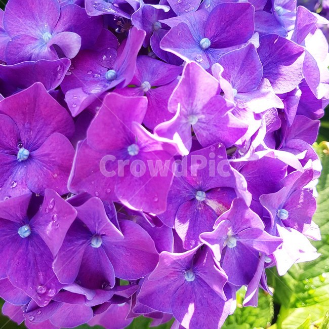 수국,보라색,꽃,식물,여름,식물,자연,plants,nature,꽃,flower