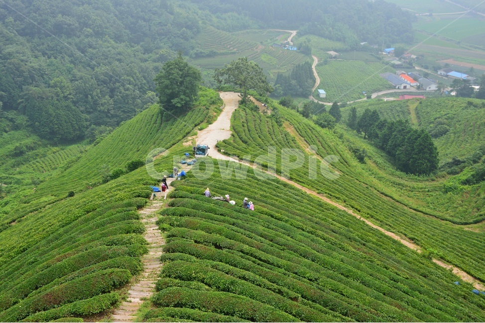 보성,봇재다원,집,nature,자연,outdoors,옥외,scenery,풍경,landscape,경치,자연,풍경,nature,landscape