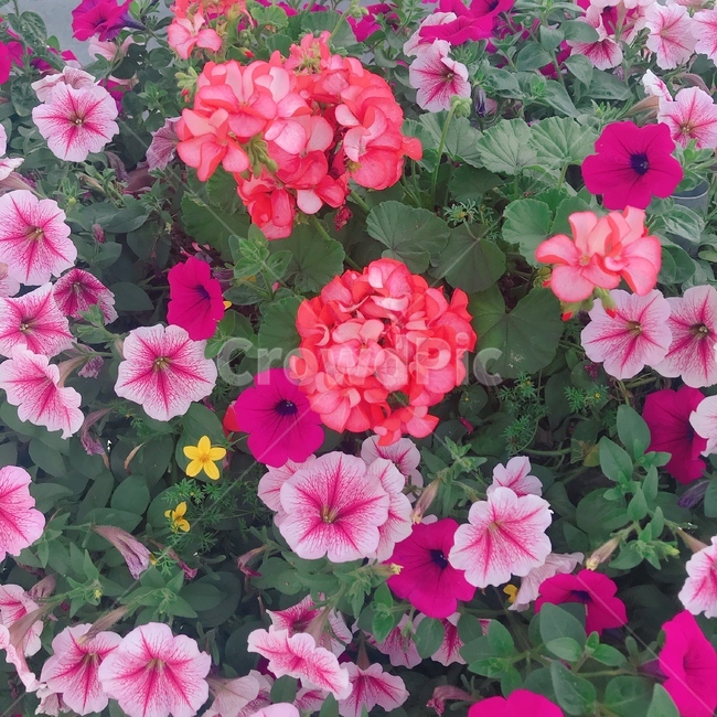 나팔꽃,꽃,식물,수국,붉은꽃,붉은수국,핑크나팔꽃,식물,자연,plants,nature,꽃,flower