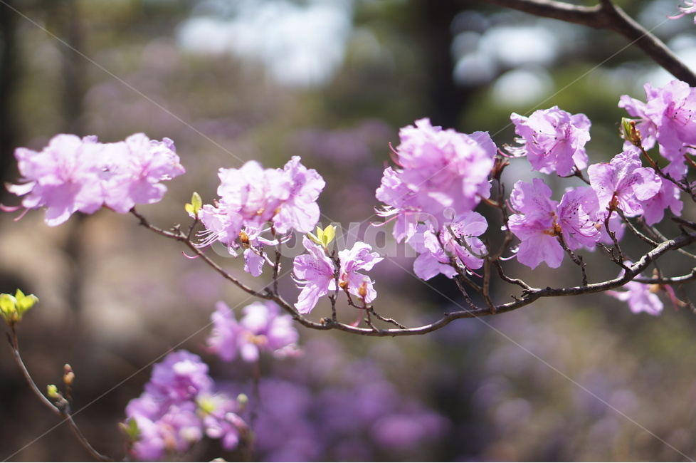 진달래,핑크,봄,낮,빛,봄,계절,spring,season,식물,자연,plants,nature,꽃,flower,plant,blossom