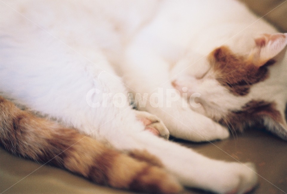 	고양이,cat,길냥이,잠,평화,일상,필름카메라,동물,나른,필름사진,길고양이,voyage,여행,trip,travel,animal,sleepingcat,mew,동물,animal,포유류,mammal,고양이,cat,kitten,kitty,감성,sensible,feeling