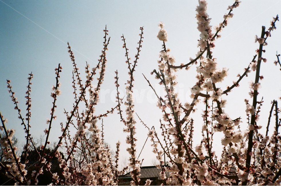 벚꽃나무,벚꽃,봄나무,필름사진,봄,봄,계절,spring,season,식물,자연,plants,nature,꽃,flower,감성,sensible,feeling,plant,cherry blossom,blossom