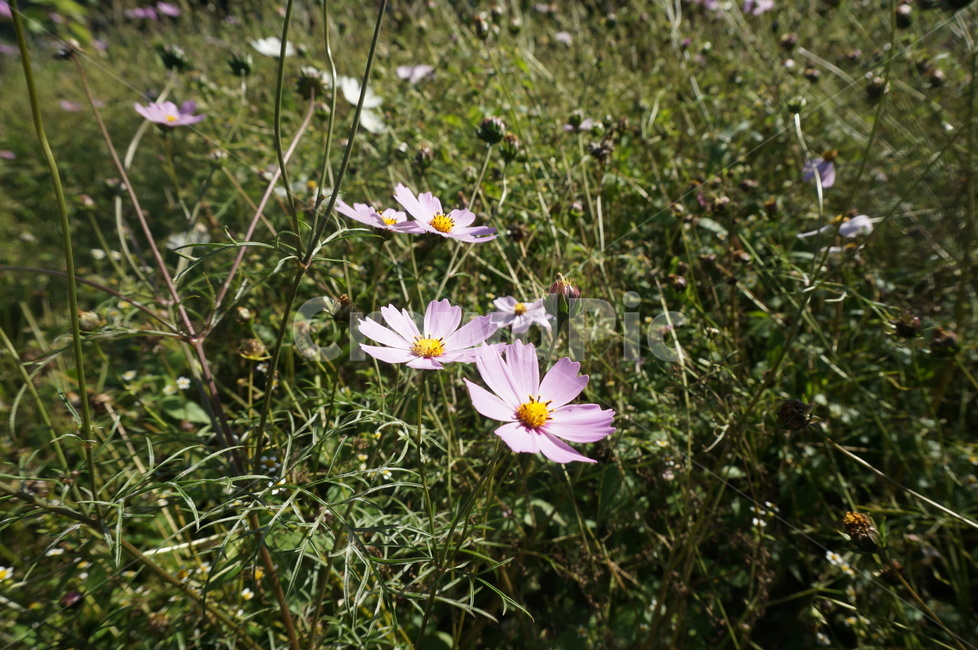 구미,코스모스,가을,고추잠자리,plant,식물,풀,가을,계절,fall,autumn,season,식물,자연,plants,nature,꽃,flower