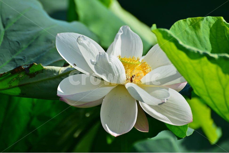 plant,식물,blossom,flower,꽃,연꽃,자연,불교,백연,연잎,백연꽃,식물,자연,plants,nature