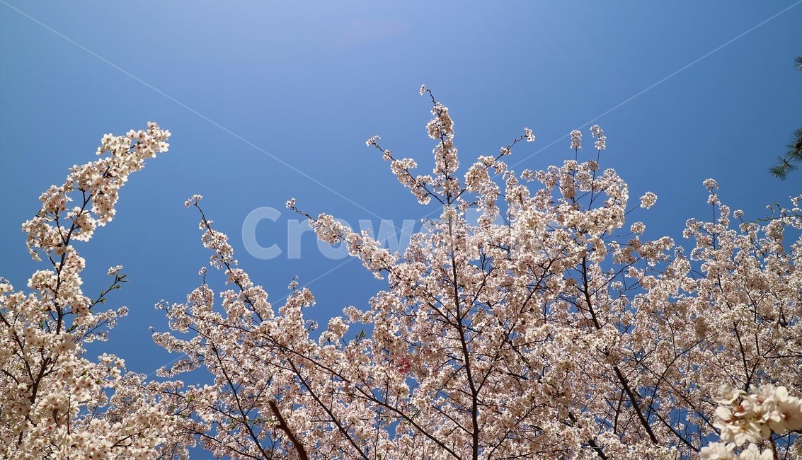 blossom,꽃,plant,식물,flower,꽃잎,벚꽃,봄,봄풍경,봄배경화면,벚꽃배경화면,꽃비,봄하늘,하늘,파란하늘,벚꽃나무,spring,봄,계절,spring,season,식물,자연,plants,nature,꽃,flower