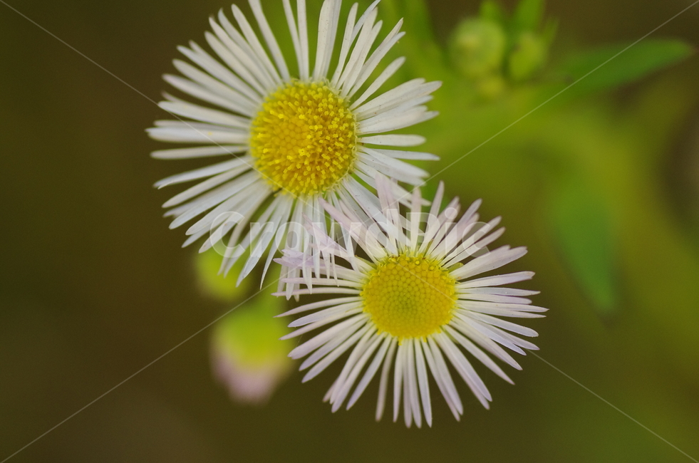 개망초,계란꽃,꽃,계란,여름꽃,flower,egg,summer,season,beauty,macro,closeup감성,자연,계절,접사,매크로,클로즈업,확대