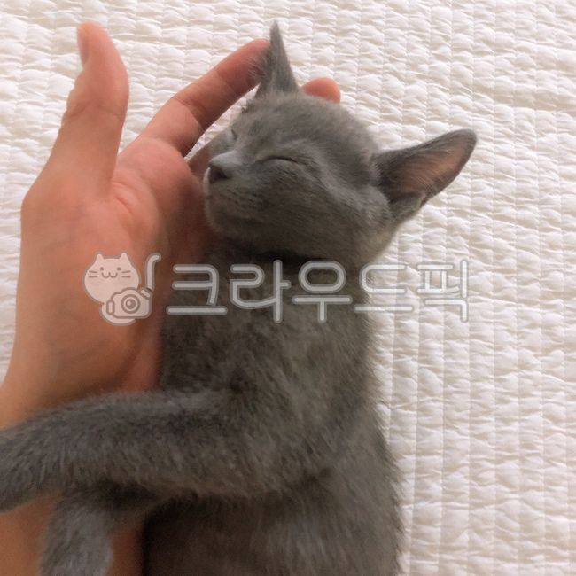 고양이,러시안블루,아기고양이,새끼고양이,귀여움